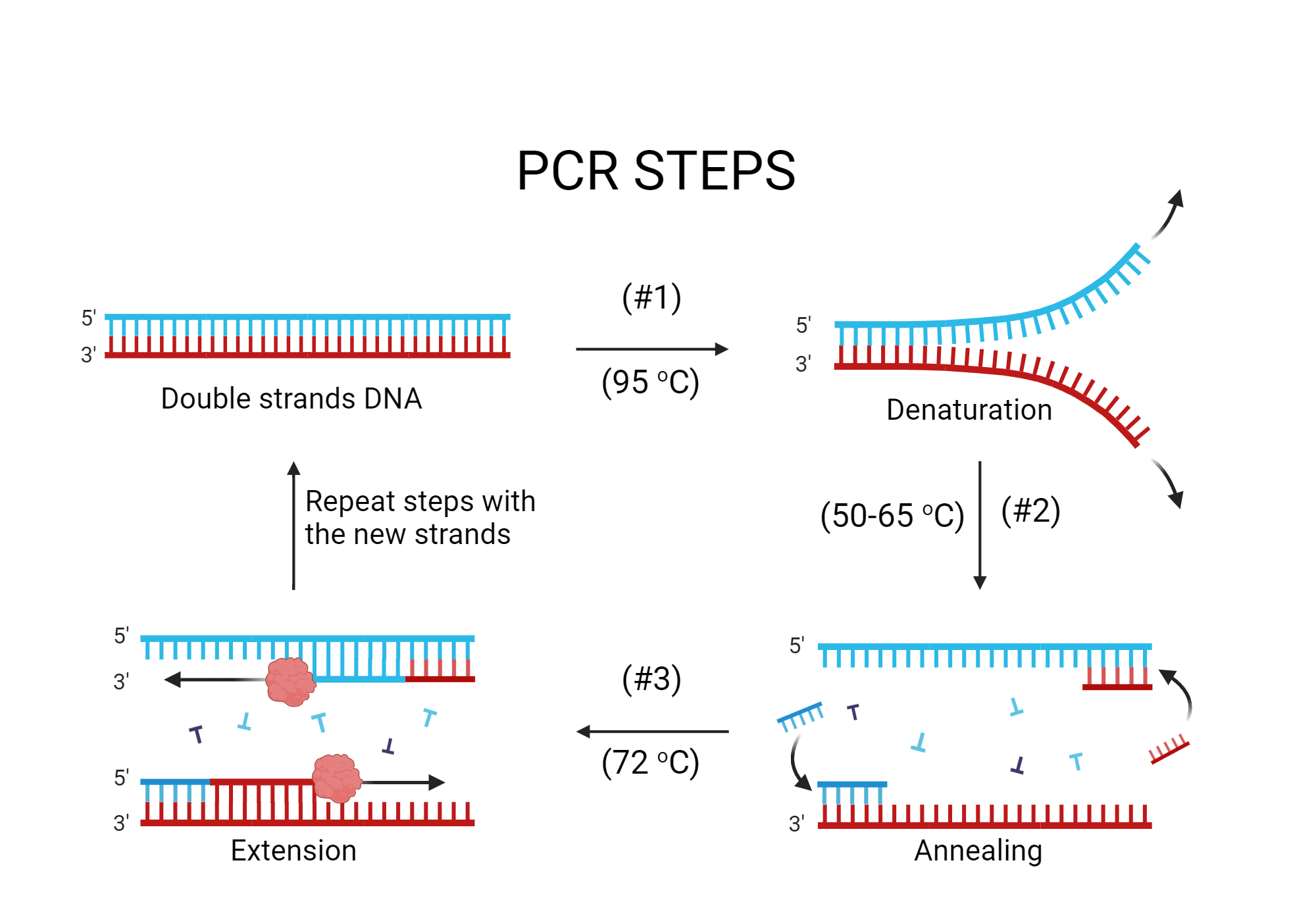 اصول PCR پی سی ار ژنتیک ژن زیست