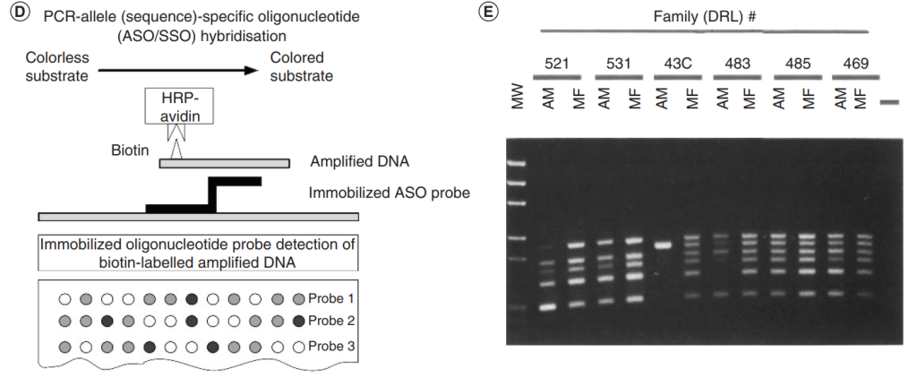 اصول PCR