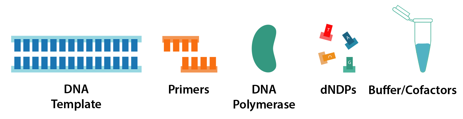 اصول PCR پی سی ار ژنتیک ژن زیست