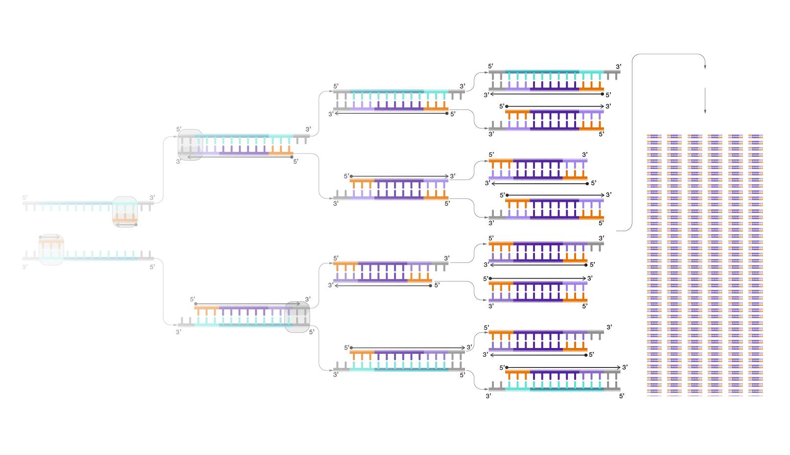 اصول PCR پی سی ار ژنتیک ژن زیست