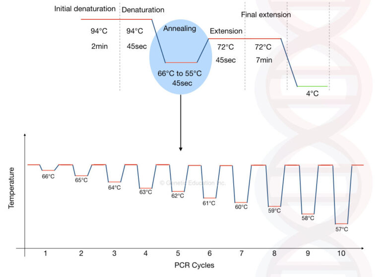 بهینهسازی PCR TD-PCR واکنش PCR طراحی پرایمر دمای ذوب پرایمر (Tm) دستگاه ترموسایکلر Hot-Start PCR غلظت منیزیم (Mg++) مهارکننده PCR آنالیز ژل آگارز ژل پلیآکریلآمید باند غیر اختصاصی اسمیر PCR دناتوراسیون
