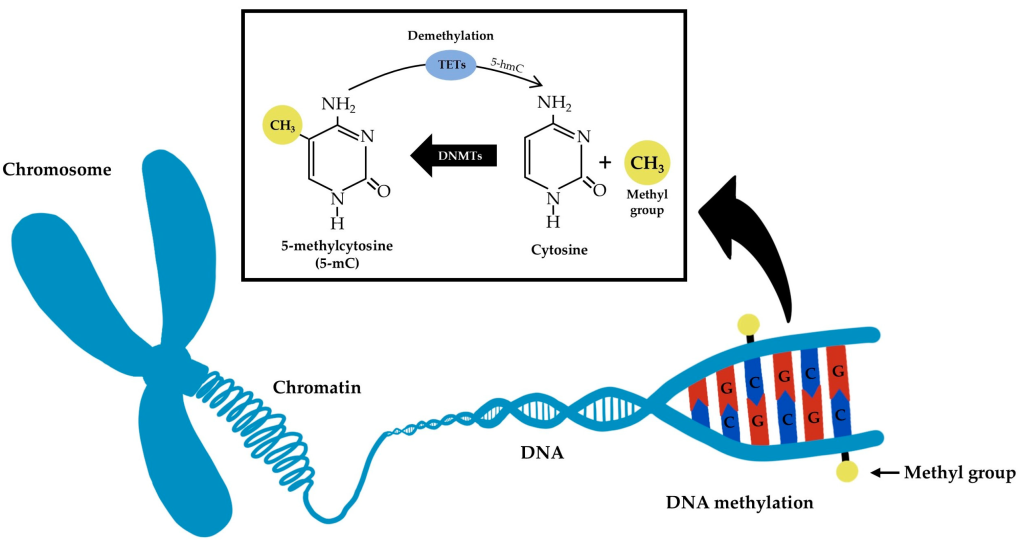 متیلاسیون DNA
