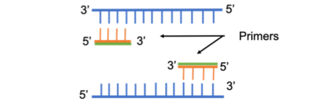 اصول PCR پی سی ار ژنتیک ژن زیست