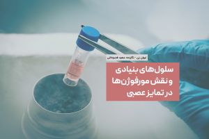 سلول‌های بنیادی و مورفوژن‌ها: نقش آن‌ها در رشد مغز تیوان ژن