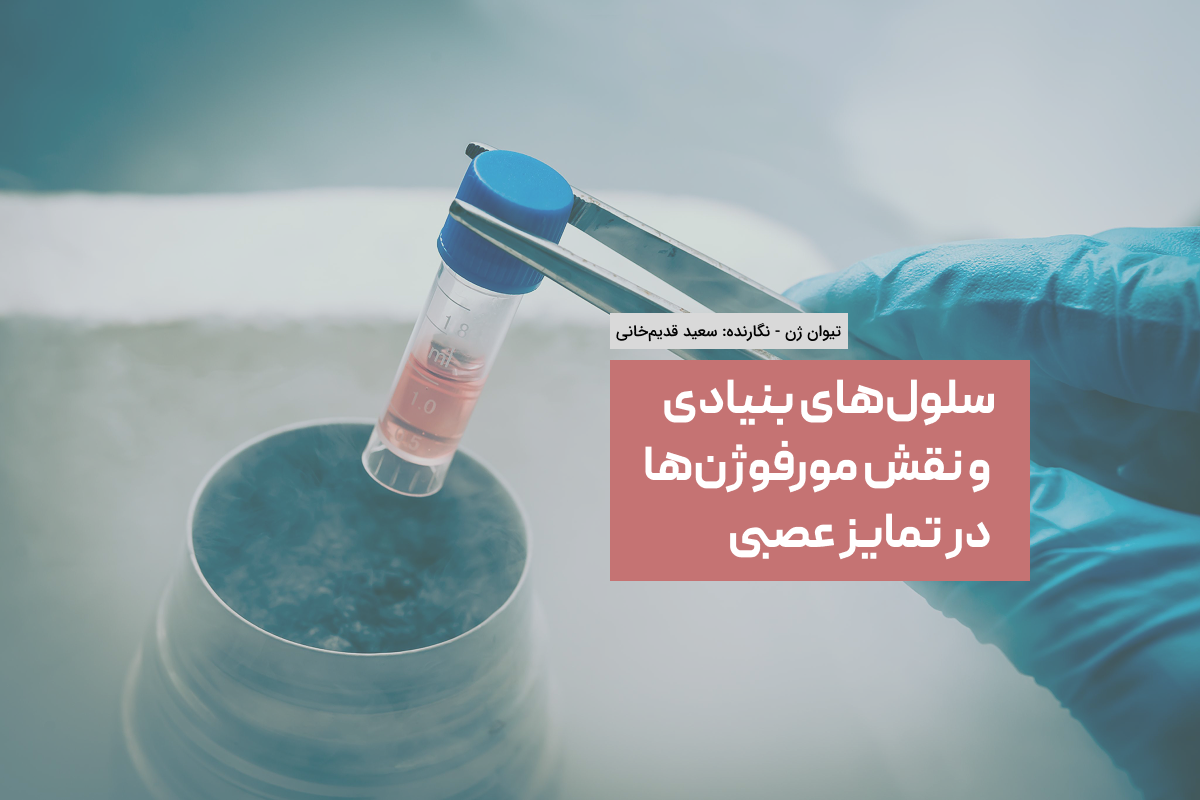 سلول‌های بنیادی و مورفوژن‌ها: نقش آن‌ها در رشد مغز تیوان ژن