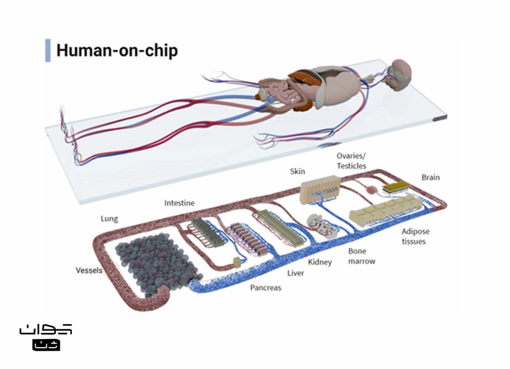 شکل 16 |  نمایی از یک پلتفرم پیشرفته انسان روی تراشه (Human-on-Chip) که با اتصال چندین مدل ارگان‌-روی-تراشه، امکان شبیه‌سازی تعاملات سیستمیک بین ارگان‌ها و سلول‌های ایمنی را در محیط in vitro فراهم می‌سازد (Morrison et al., Front. Immunol., 2024).