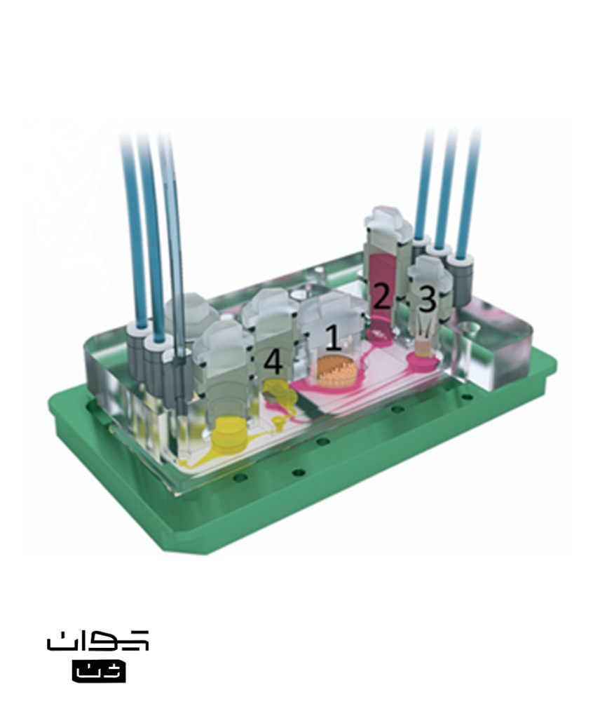 شکل 14 | نمای سه‌بعدی از سیستم میکروفلوئیدیک چهارعضوی (four-organ-chip) شامل چهار محفظه کشت بافت برای روده (1)، کبد (2)، پوست (3) و کلیه (4). این تراشه با بهره‌گیری از دو مدار جریان مستقل یکی برای شبیه‌سازی گردش خون و دیگری برای دفع متابولیت‌ها، امکان کشت هم‌زمان و طولانی‌مدت بافت‌های انسانی را در شرایط دینامیک فراهم می‌سازد (Maschmeyer et al,. Lab on a chip, 2015).