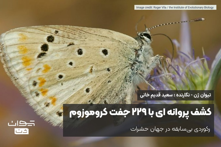 کشف پروانه ای با 229 جفت کروموزوم